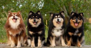 Rüyada Köpek Görmek: Anlamları, Yorumları ve Rüya Tabirleri